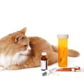 猫の風邪薬について解説！ 種類や飲ませ方、注意点まで