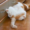 猫は『畳とフローリング』どっちが好き？それぞれのメリットと注意点