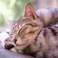 猫の『安眠・熟睡』を妨げる5つの要因！理想的な睡眠環境とは？