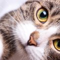 猫の『瞳』に関する豆知識3つ！瞳孔が細い時と開いている時の違いって？