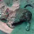 瀕死の子猫を救出…一刻を争う治療の行く末は？