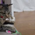 猫心をくすぐる！ねずみのおもちゃバトル
