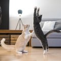 猫の運動不足解消に！おすすめの『室内でできる運動』3つ