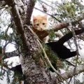 高さ80フィートの木で2匹の猫が立ち往生…寄り添う猫の救助活動をレポ…