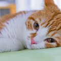 猫の行動がいつもと違う…3つの変化と病気の可能性