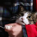 猫の爪切りは人間用の物を使っても切れる！使い方や注意点