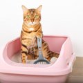 猫トイレをしっかり『消臭』する方法4選！ニオイがきつい原因も解説