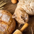実は猫に「パン」は厳禁！危険と言われる4つの理由と誤食した場合の対…