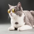 猫のメガネ！おしゃれでカワイイおすすめ商品3選！特徴や選び方とは