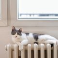 猫がいる家で起こりやすい『冬の事件』3つと対策  	