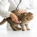 猫の子宮蓄膿症とは？症状や治療の方法