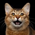 猫の『サイレントニャー』に隠された5つの意味　人には聞こえない音域…