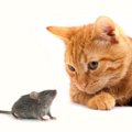 猫が飼い主に『ネズミ』を持ってくるのはなぜ？その理由や対処法3つ