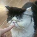 台湾にある『愛猫園』猫好きさん必見の観光スポットをリポート♪