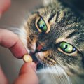 猫の『てんかん』最近のお薬事情に関する論文をご紹介します！