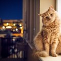『猫=夜行性』は誤解！本当の活発な時間帯とは？