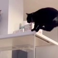 大好きな猫くんのそばに行きたい♡ジャンプで接近する黒猫ちゃん！？