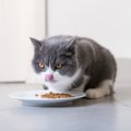 猫の『食物アレルギー』の症状5つ！発症時に飼い主がとるべき行動も