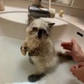 お風呂上がりの猫を早く乾かすコツ６つ