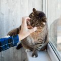 猫が不機嫌な時に触るとキケン！5つの反応と対処法