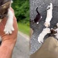 路上で子猫をみつけた男性…保護を試みるも驚きの展開に！