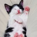 愛猫にぐっすり眠ってもらう方法３つ