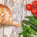 猫が食べると危険な『野菜』4つ