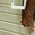 猫が脱走した時の探し方！迷子の猫を見つけ出すための5つの方法