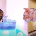 「これは何だ？」給水器の氷を観察する猫ちゃん