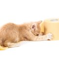 猫が尿漏れをする原因と考えられる病気