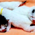 【緊急保護】冷たい風の中、生まれたての子猫が4匹…つないだ「命の灯」