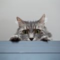猫の目が気になる…監視されてる気がする瞬間８つ