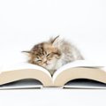 猫好きにおすすめしたい小説3選！泣ける、笑える、感動できる名作