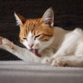 猫が自分の身体を舐め続ける理由４つ