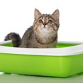 猫のトイレ消臭グッズおすすめ人気ランキング10選、選び方や手作りの…