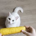 猫に危険な『夏野菜』を解説　重篤な症状がおきる可能性も