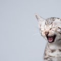 猫の『口臭』の原因は？考えられる病気4つと予防法