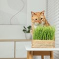 猫にとって安全な植物5選　猫飼いさんが家にグリーンを飾るときの注意…