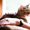 自宅で行うシニア猫の『健康チェック項目』3選！押さえておきたいポイ…