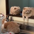 「ご飯は？」　5匹の猫レンジャーが台所に大集合！　飼い主さんに圧を送る…
