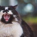 猫が人から敵意を感じたときの行動６つ