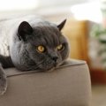 猫の『咳』は危険サイン？2つの原因と対処法