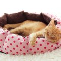 『猫ベッド』の理想的な置き場所3選！ひと工夫で最適な環境を作る方法…