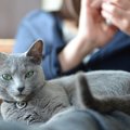 猫がよく鳴く理由と対処方法