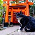 日本に伝わる『猫の神様』4選！崇められるようになった理由とは