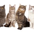 猫の模様24種類の呼び名とその要素