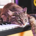 3104｜猫が『好きな音楽』と『嫌いな音楽』を徹底解説！