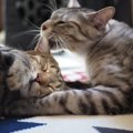 猫に愛情を伝えることができる撫で方５つ