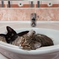 猫が飼い主の『お風呂上がり』を待つのはなぜ？4つの理由
