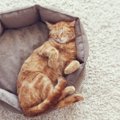 猫の冬用ベッドおすすめ10選！ 選び方や注意点などを紹介
